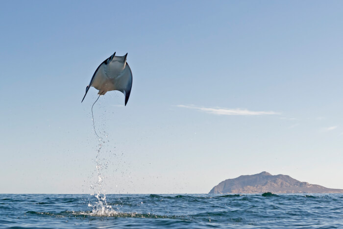 munk's devil ray